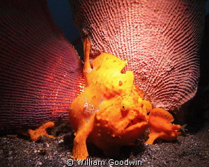 Two frogfish backed up to an elephant ear sponge in Lembe... by William Goodwin 